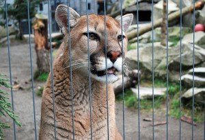 Cougar Mountain Zoo Issaquah