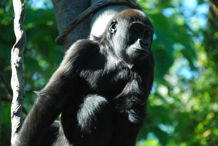 Woodland Park Zoo | Gorilla