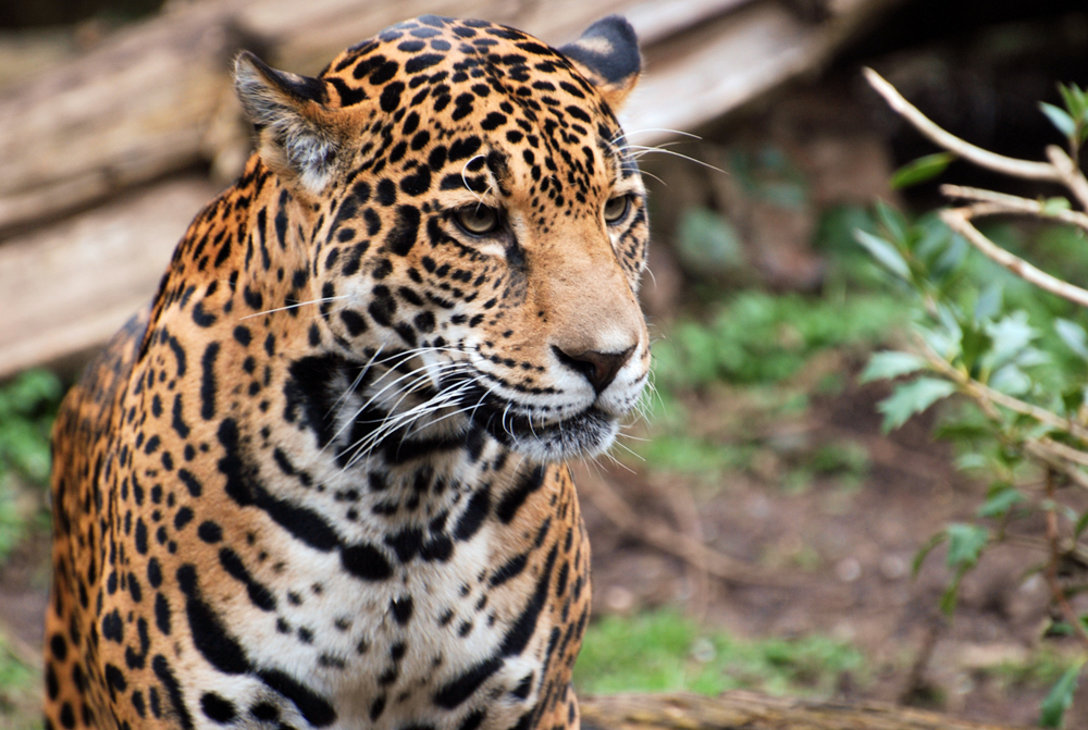 Woodland Park Zoo Jaguar