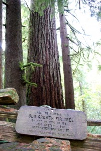 Twin Falls Trail | Old Growth Fir