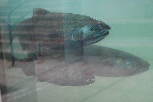 Issaquah Salmon Hatchery