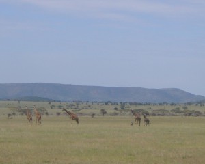 Giraffes in the Serengeti 
