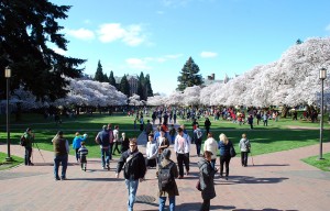 Cherry Blossoms at the University of Washington