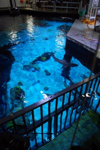 Eye-to-Eye Shark Dive | Shark Tank