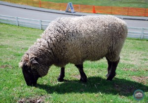 Kelsey Creek Farm | Sheep