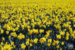Skagit Valley Tulip Festival | Daffodils
