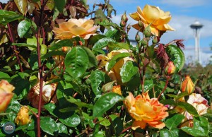 Centennial Park rose garden Seattle