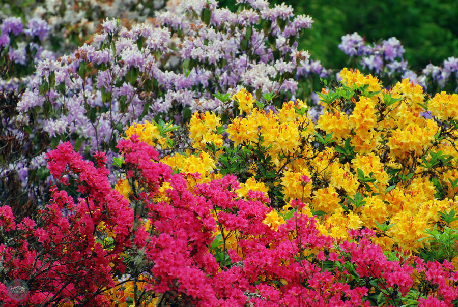 Washington Park Arboretum Rhododendrons