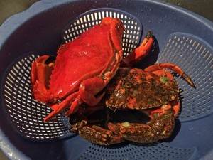 Shilshole Bay Marina Red Rock Crab