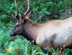 Northwest Trek Elk