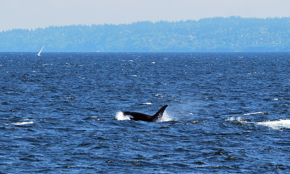 Seattle Whale Watching