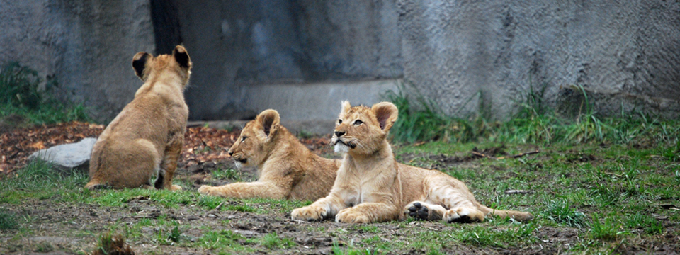 New Lion Cubs at Woodland Park Zoo