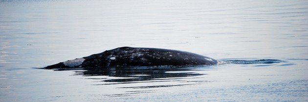 Puget Sound Express Whale Watching Tour