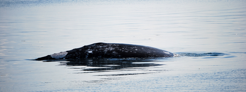 Puget Sound Express Whale Watching Tour