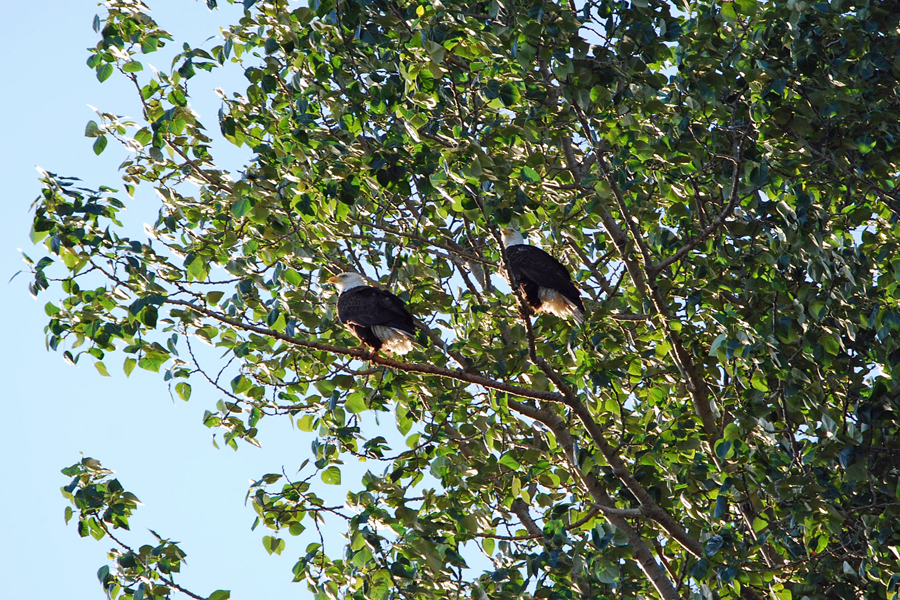 magnolia park bald eagles