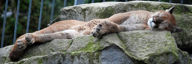 Cougar Mountain Zoo in Issaquah
