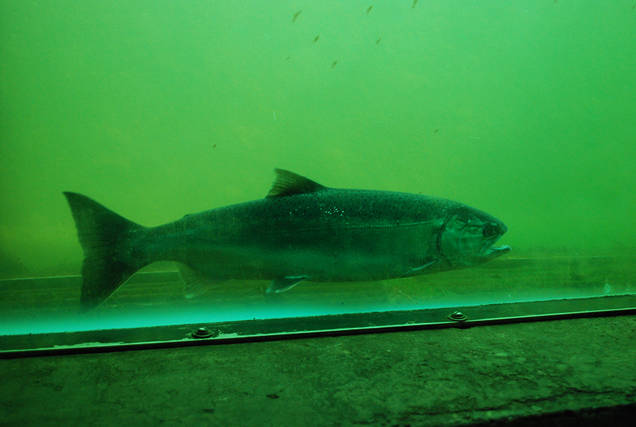 A fish swimming through the fish ladder.