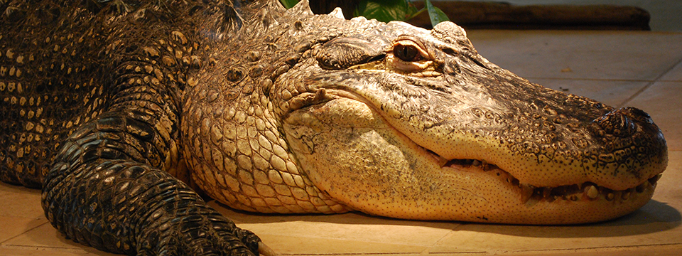 9 foot alligator at the Reptile Zoo