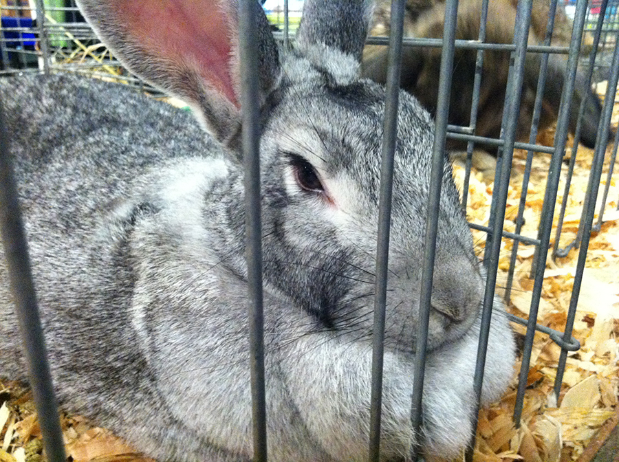 A bunny at the Washington State Fair