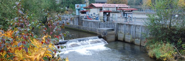Issaquah Salmon Hatchery | A ‘Must Visit’ in the Fall