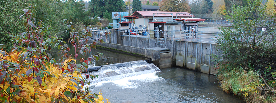 Issaquah Salmon Hatchery | A ‘Must Visit’ in the Fall