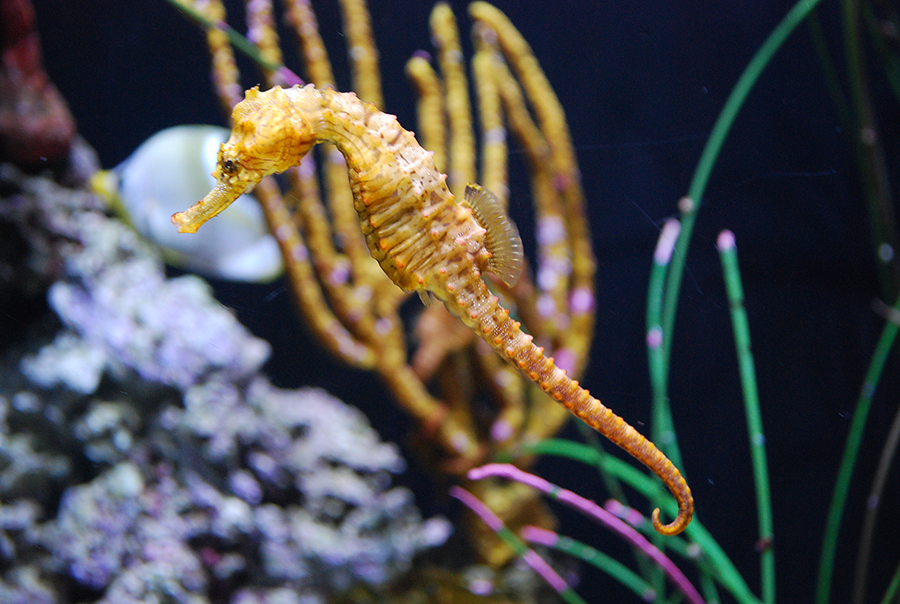 Seattle Aquarium | Sea Horse