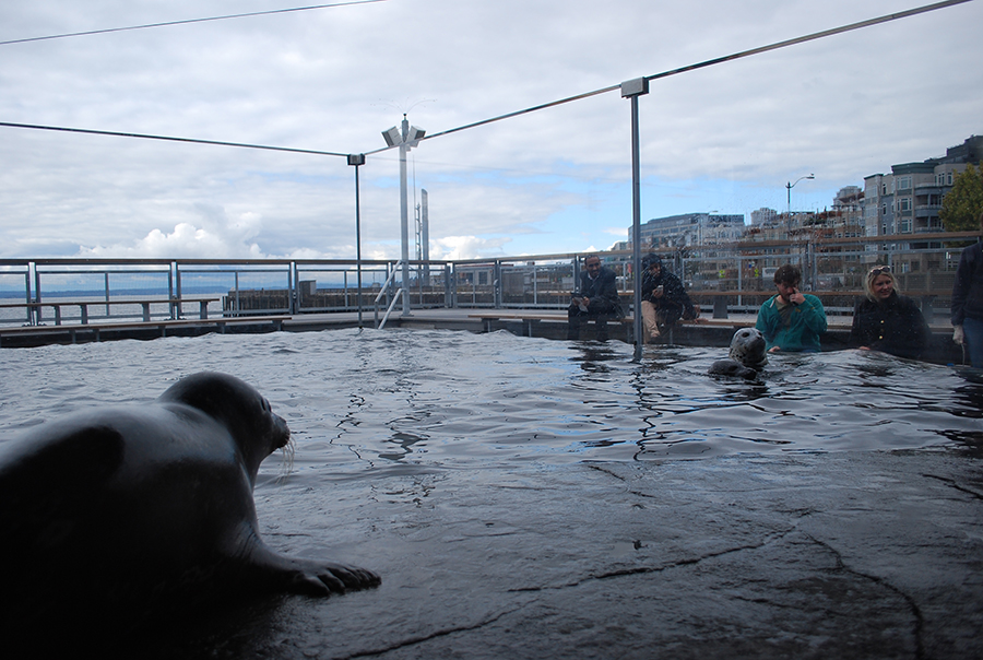 Seattle Aquarium | Harbor Seals