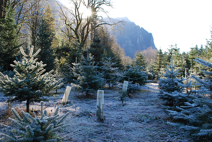 Mountain Creek Christmas Tree Farm