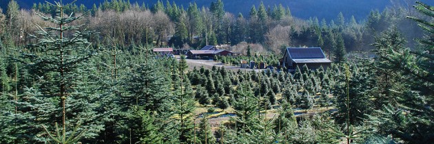 Mountain Creek Christmas Tree Farm in Snoqualmie
