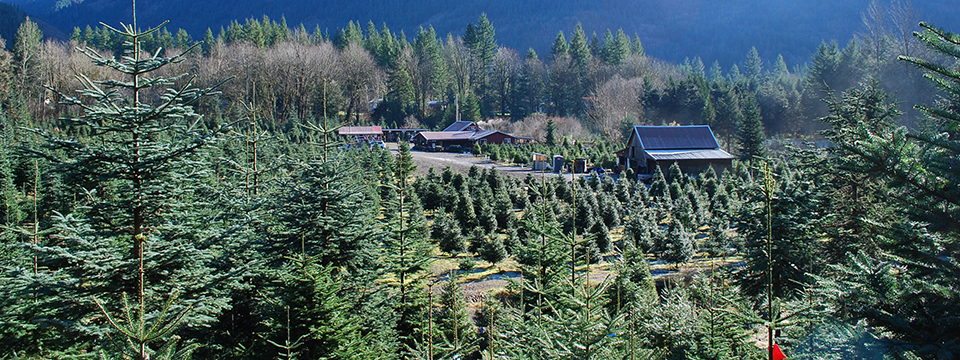 Mountain Creek Christmas Tree Farm in Snoqualmie