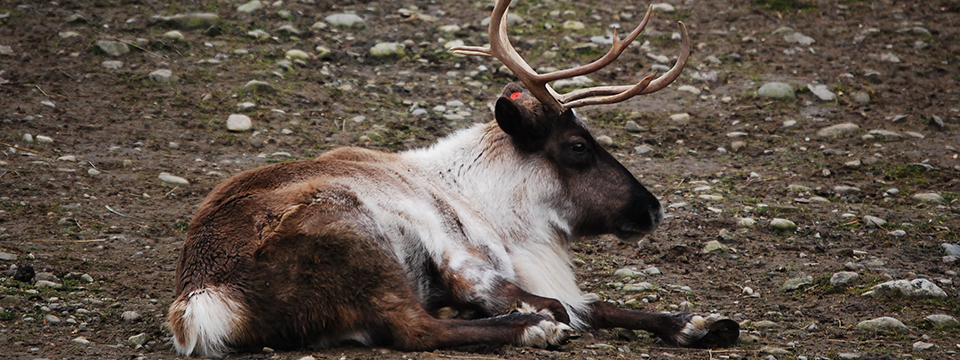 Issaquah Reindeer Festival | Cougar Mountain Zoo