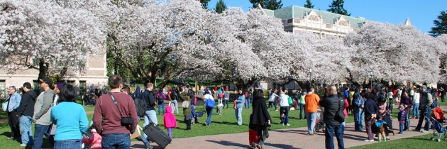 Cherry Blossoms at the University of Washington