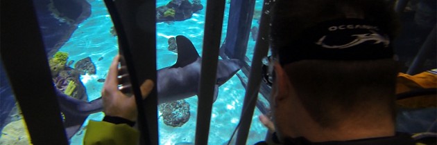 Eye-to-Eye Shark Dive | Point Defiance Zoo & Aquarium