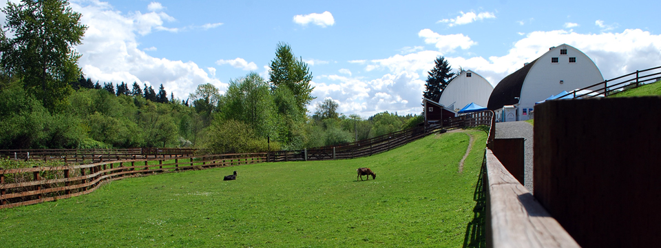 Kelsey Creek Park | Farm Animals in Bellevue