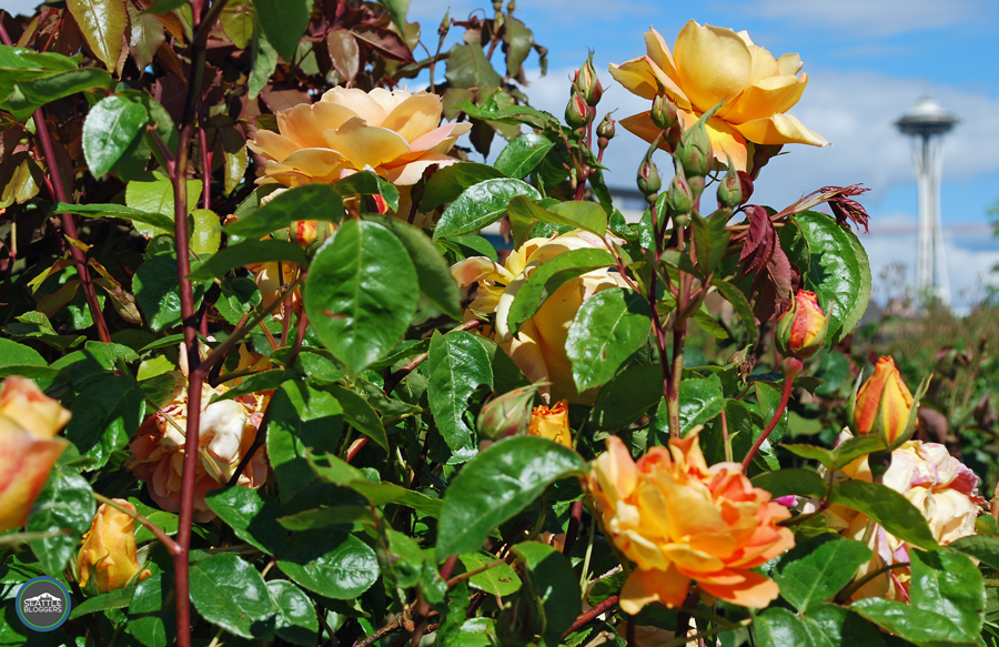Seattle rose garden Seattle