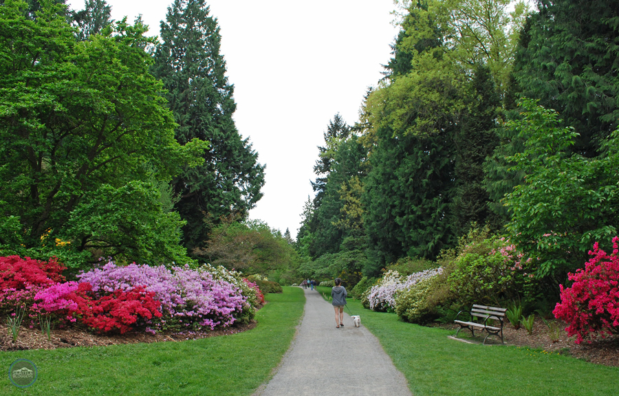 Washington Park Arboretum | Azalea Way
