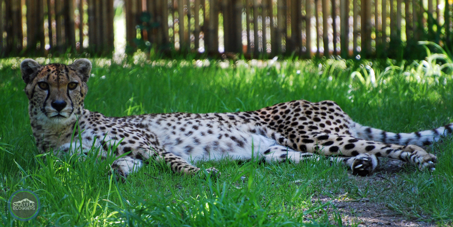 Woodland Park Zoo Cheetahs
