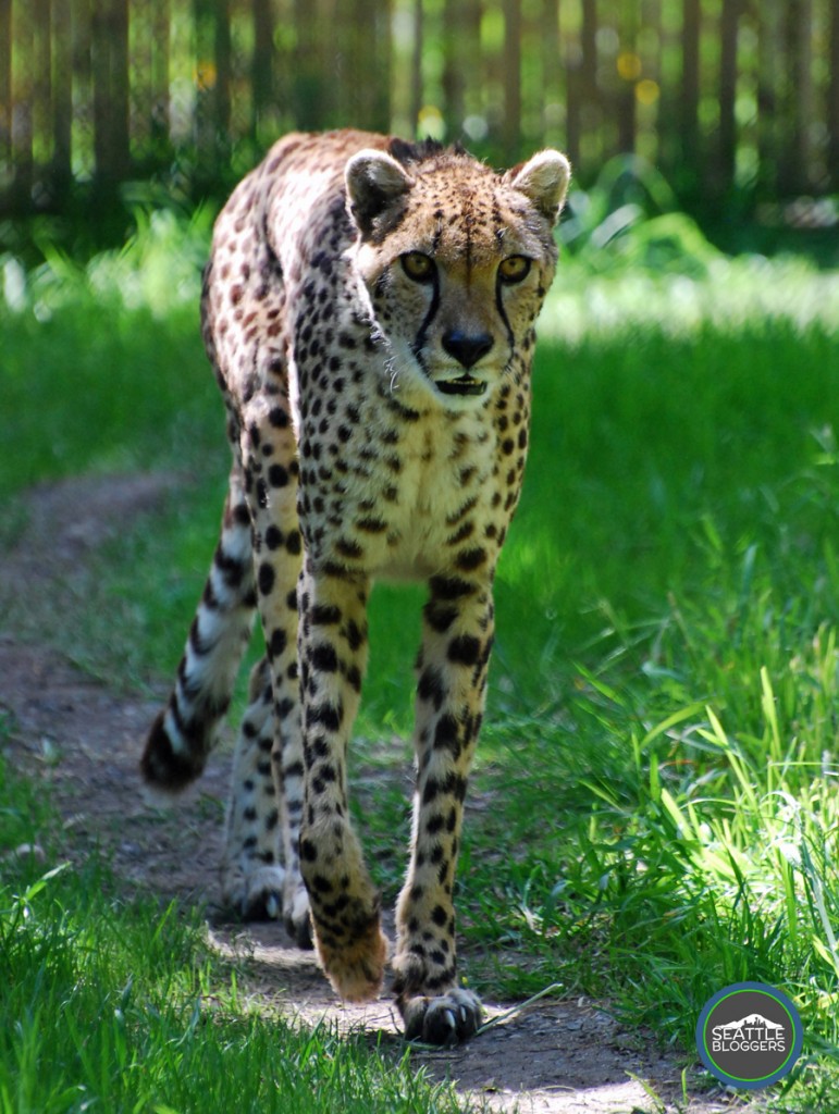 Woodland Park Zoo Cheetah