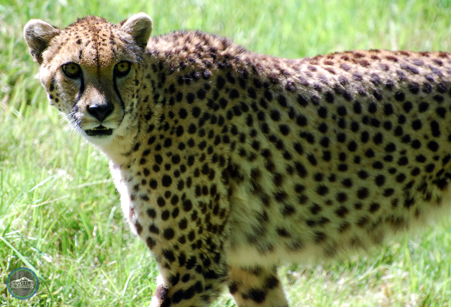 Woodland Park Zoo Cheetahs
