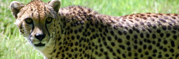 New Cheetahs at Woodland Park Zoo