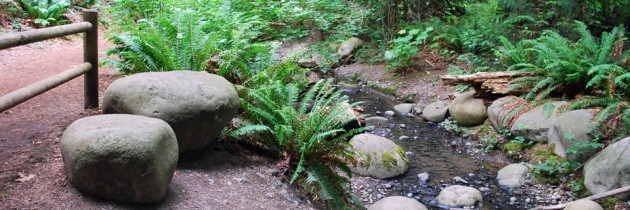 Mercer Slough Nature Park in Bellevue
