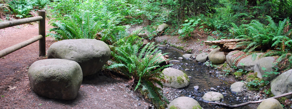 Mercer Slough Nature Park in Bellevue