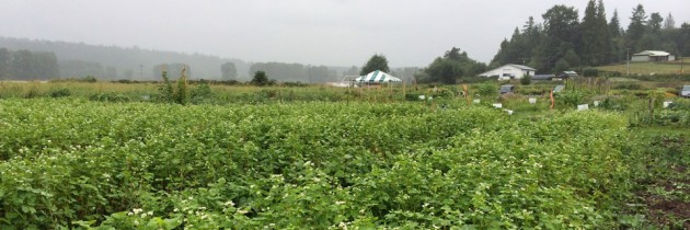First Light Farm | U-Pick Vegetables in Carnation