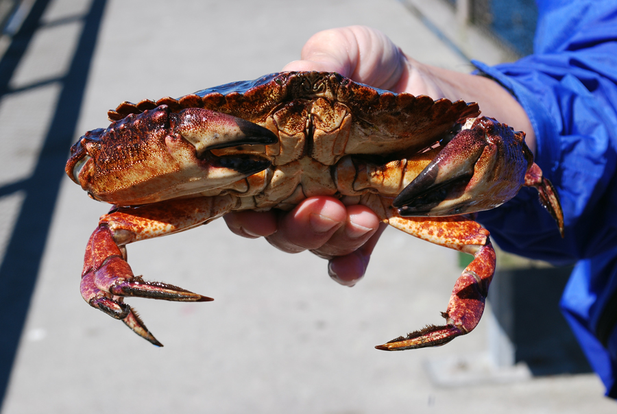 Red Rock Crab | Shilshole Bay Marina