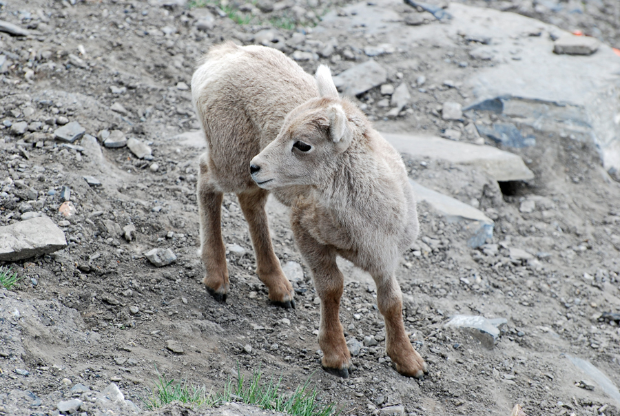 Baby Mountain Goat | Banff