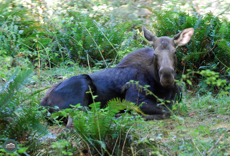Northwest Trek Moose
