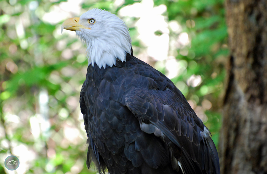 Northwest Trek Bald Eagle