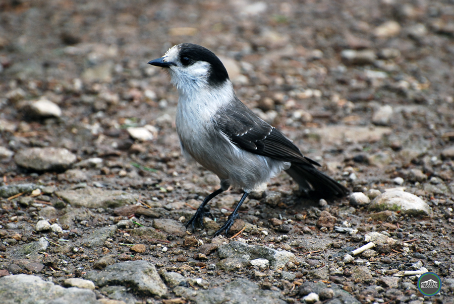 West Trail #3 | Gray Jay