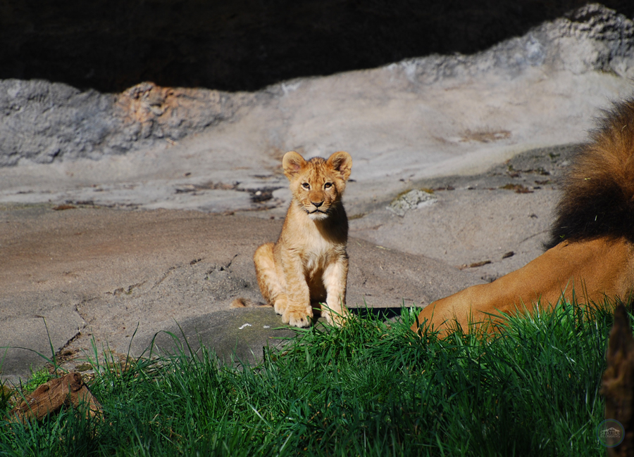 Lion Cubs Woodland Park Zoo