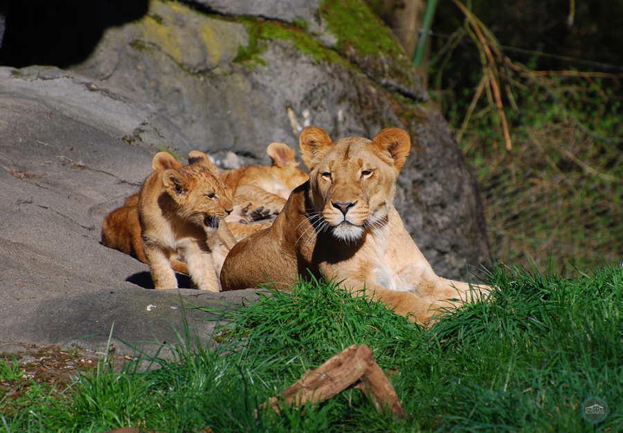 Lion Cubs Woodland Park Zoo